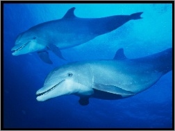 Dwa Delfiny
